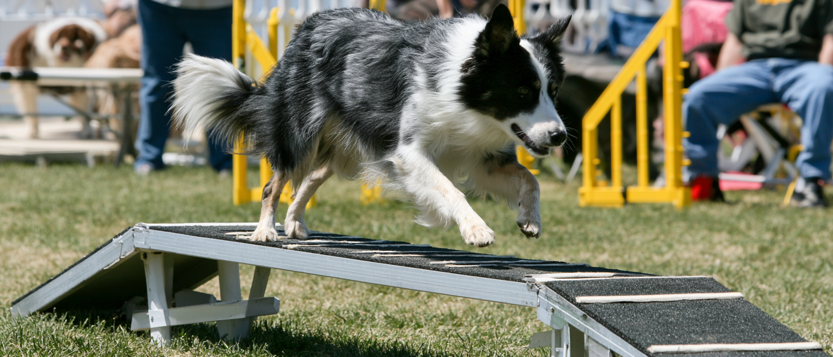 dog agility dog walk