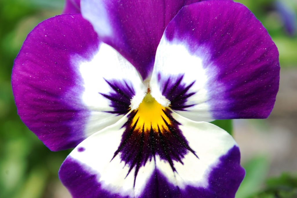 Viola Tri-colour