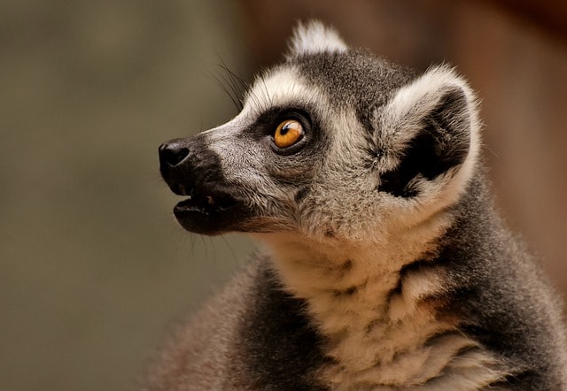 ireland's ancient east visiting ireland zoo