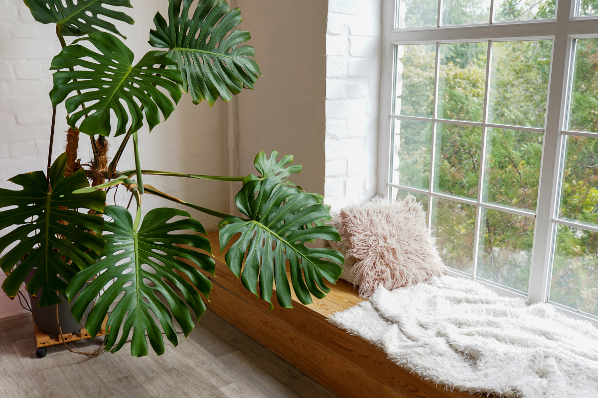 Illustration of a windowsill with potted plants and sunlight streaming in