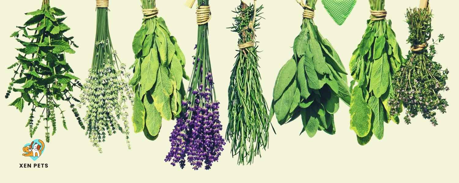 Herbs in calming treat