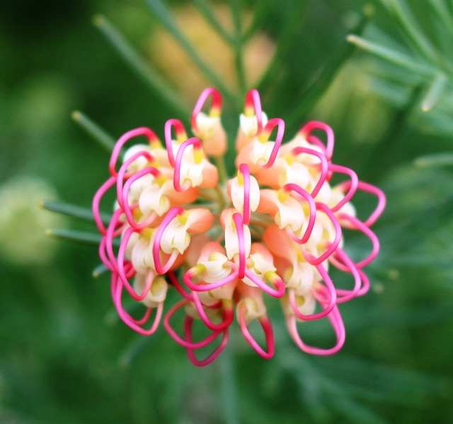 grevillea, unusual, flower, protea cynaroides, deep pink