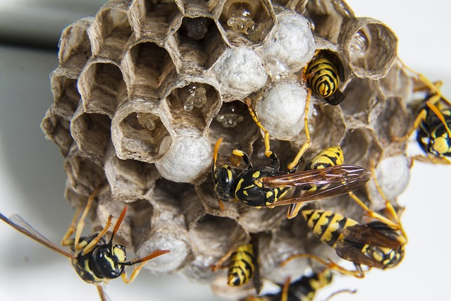 swarm, wasps, diaper