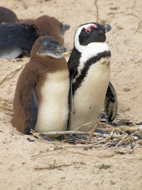 penguins, birds, mother