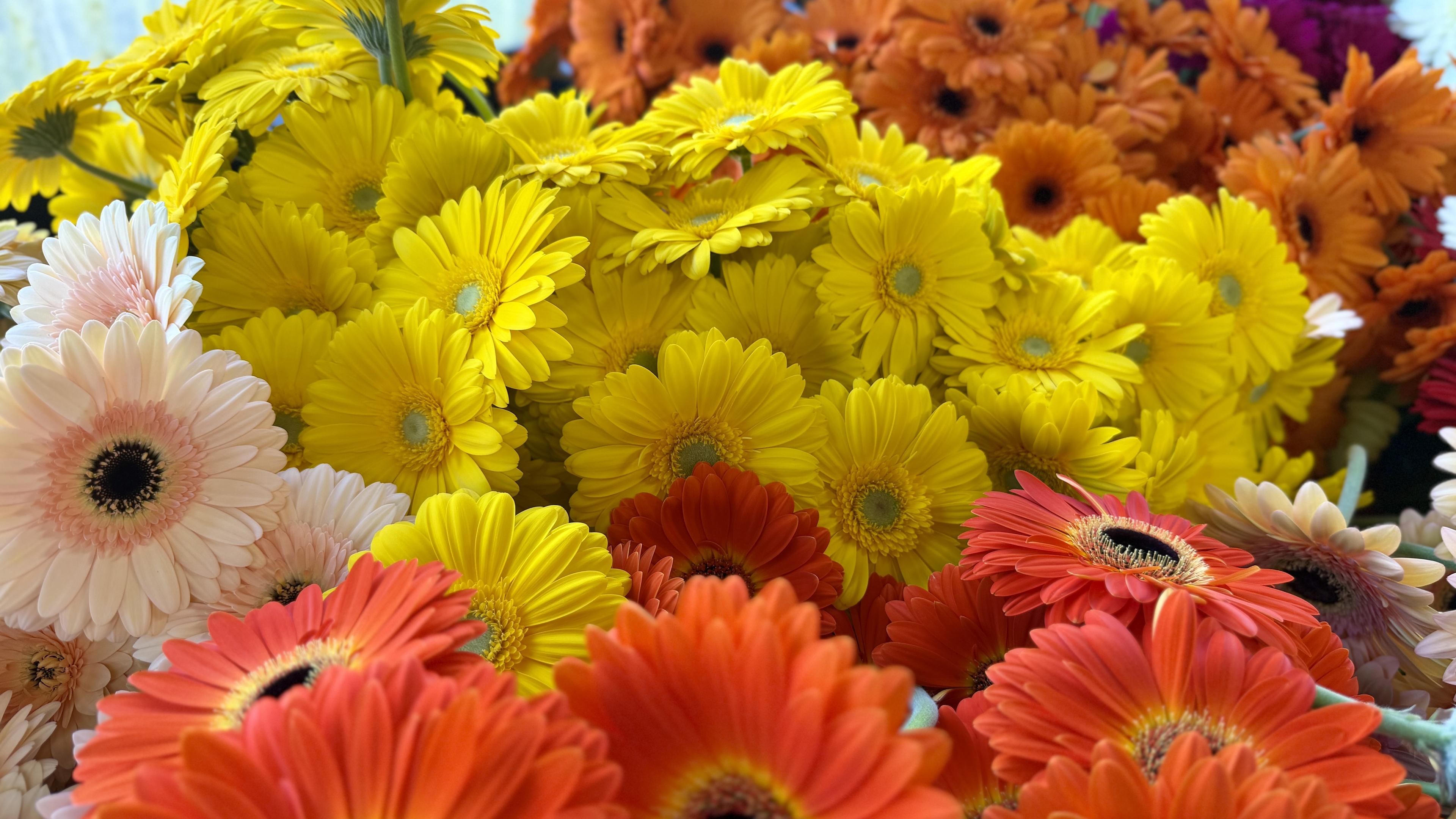 Specialising in Gerberas - Thornton Bros florist grow farm fresh flowers