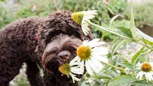 Poisonous Plants for Dogs