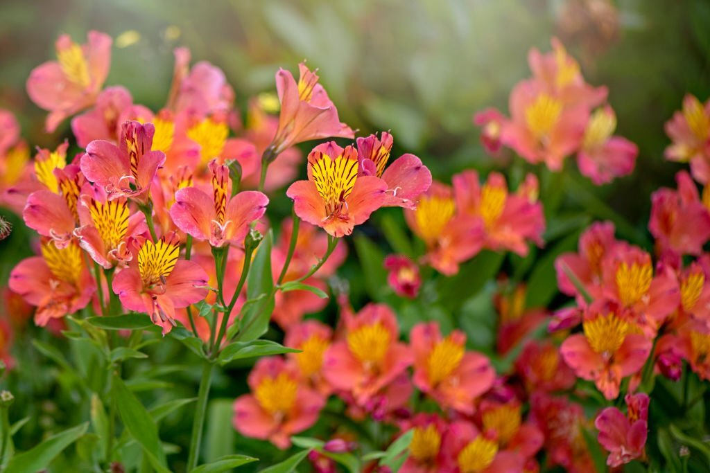 28 Beautiful Flower Names That Start With A 13