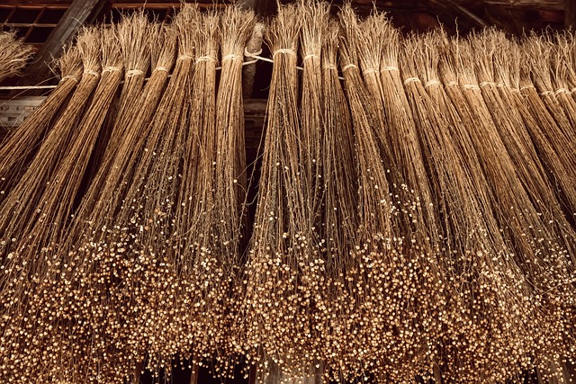 flax, plant, dry
