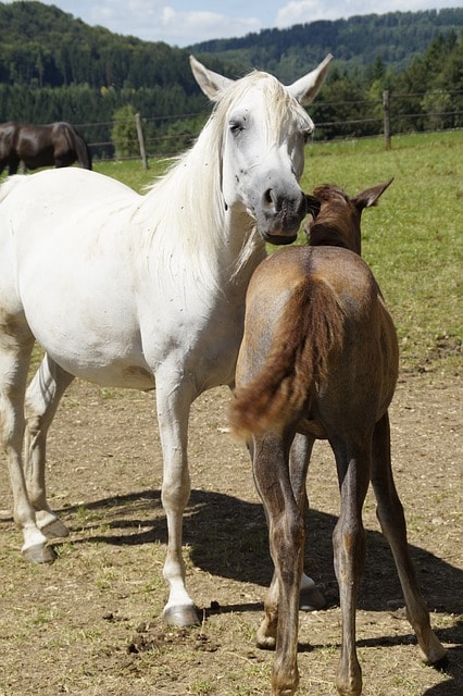 mares, foal, arab