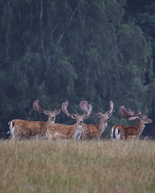 herd deer