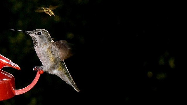 How To Fill Hummingbird Feeder