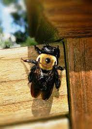 40+ Free Xylocopa & Carpenter Bee Images - Pixabay
