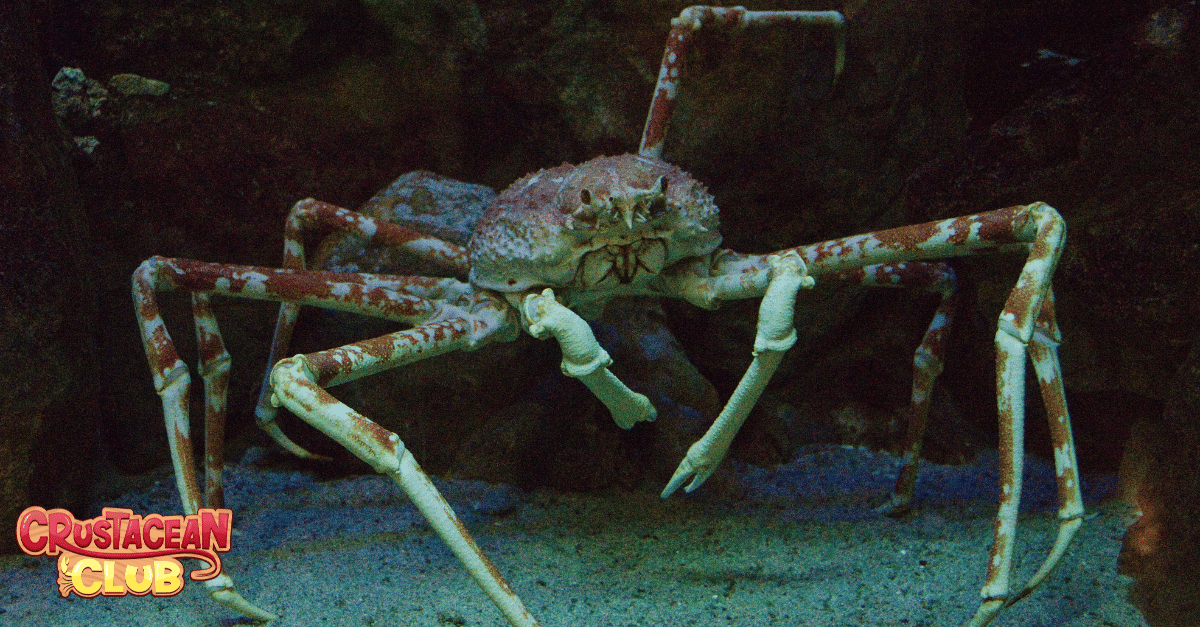 An image of a Spider Crab