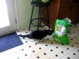 Cat peeing in it's own water dish ???? - YouTube