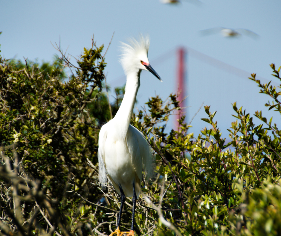 bird watching is excellent in the San Francisco Bay Area