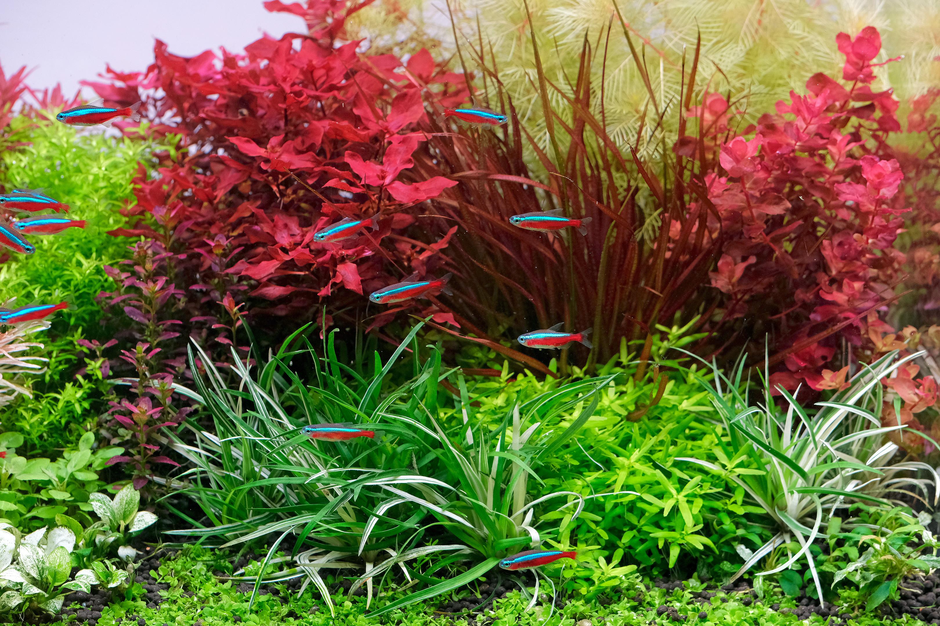School of Cardinal tetra (Paracheirodon axelrodi) against Ludwigia sp Red and other red plants