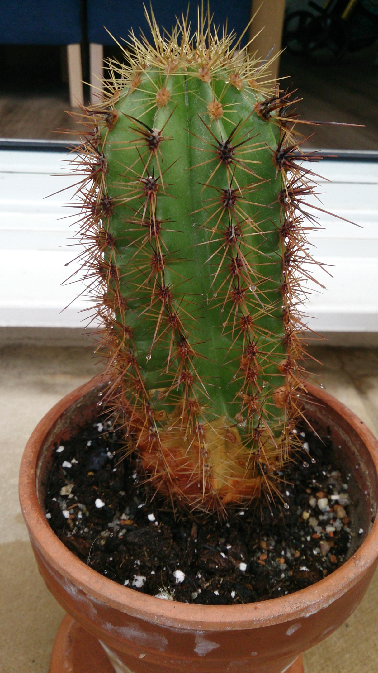 why is my cactus turning brown, turn brown