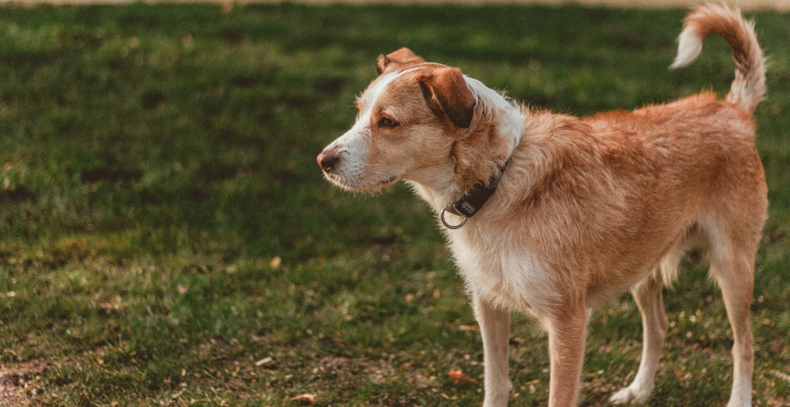 Understanding Canine Body Language