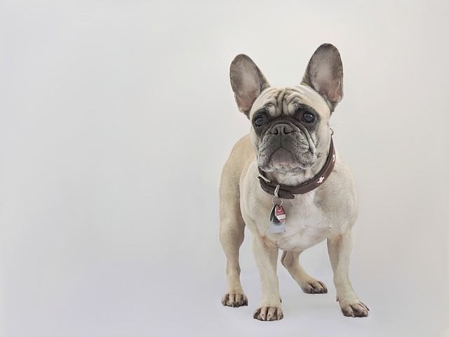 french bulldog, dog, purebred dog