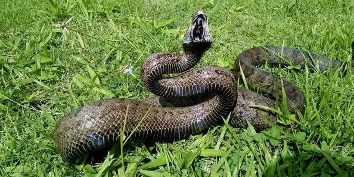 interesting animals in el yunque