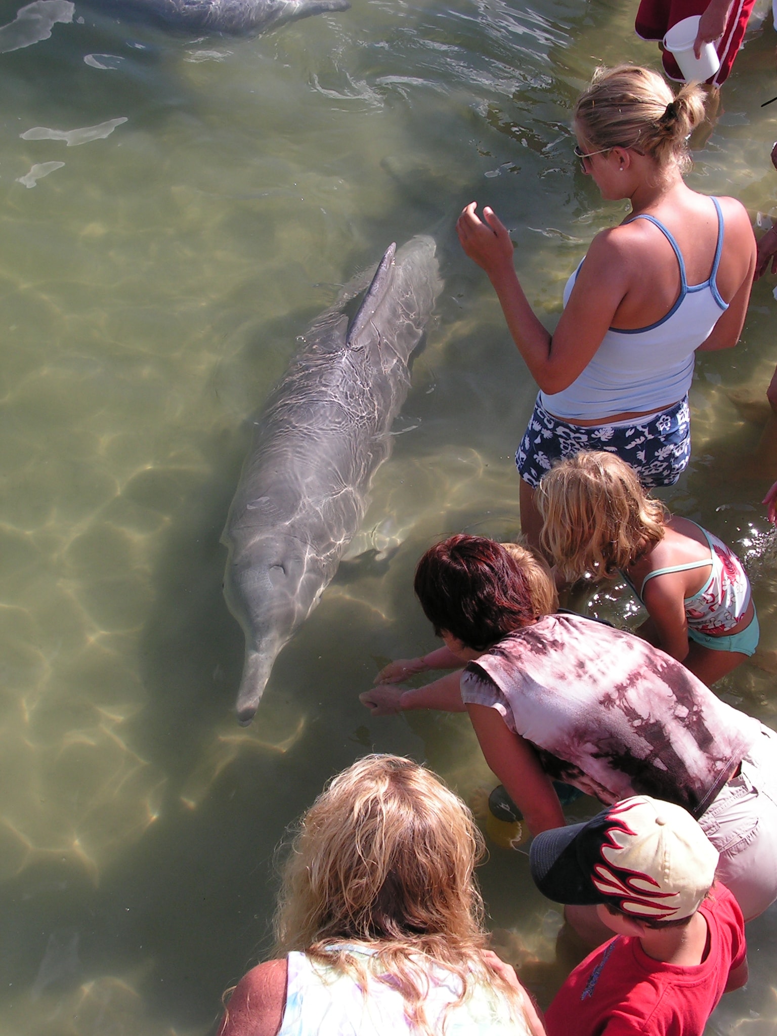 Any trip to the Sunshine Coast isn't complete without visiting Tin Can Bay's dolphins