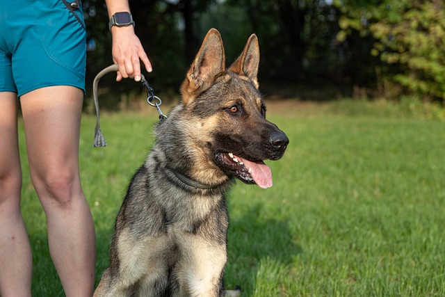 dog, portrait, trainer