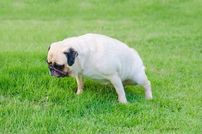 perro vomito verde