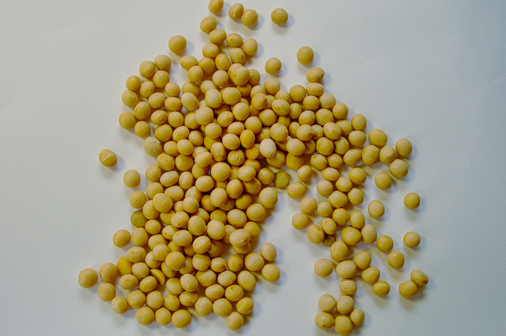 A scattered pile of yellow soybeans on a plain white background. The seeds are smooth and round, creating a visually appealing, organic pattern.