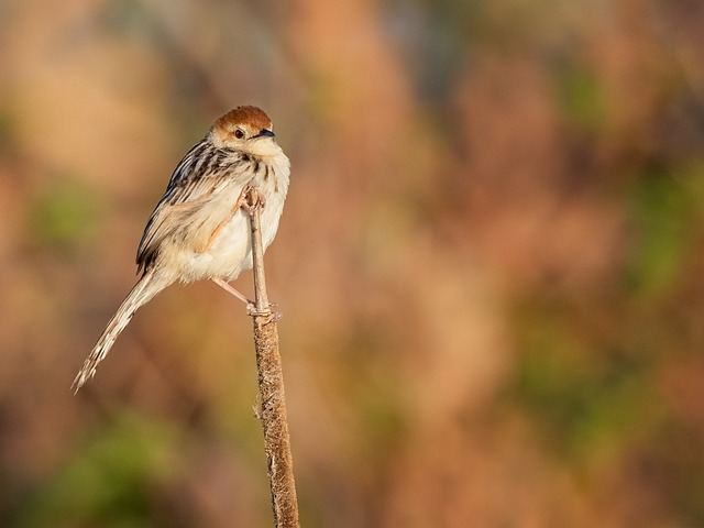 lesser swamp warbler, warbler, bird