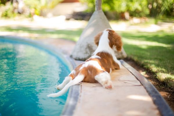 White And Brown Puppy By The Pool