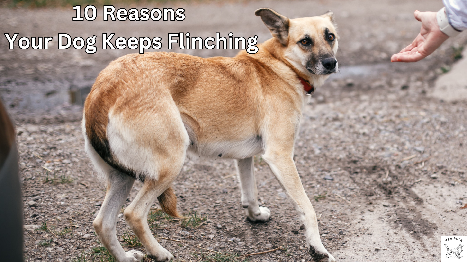10 Reasons Your Dog Keeps Flinching