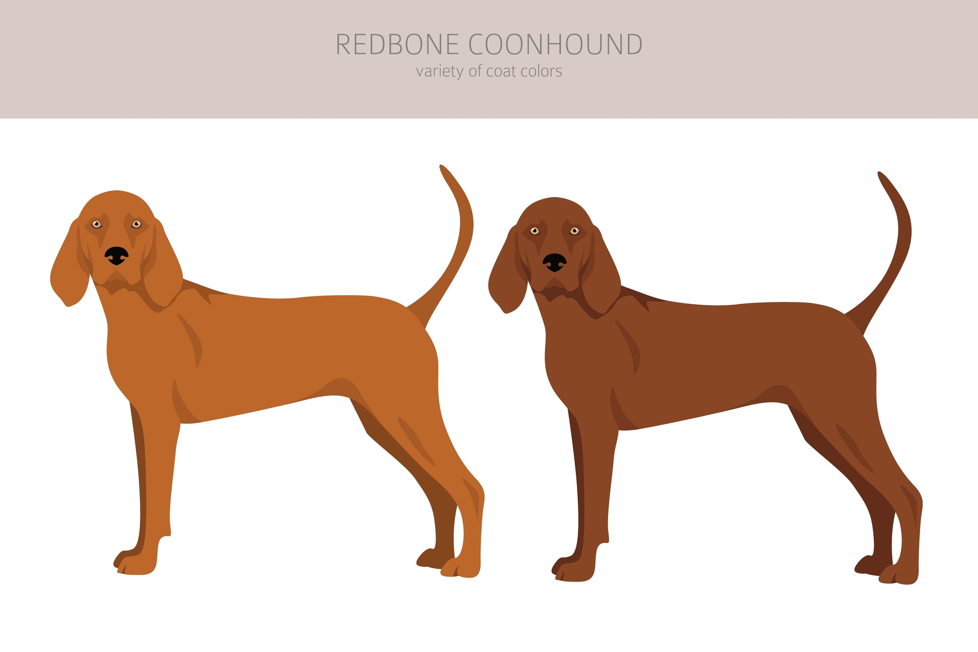 An infographic of the coat colors of the Redbone Coonhound