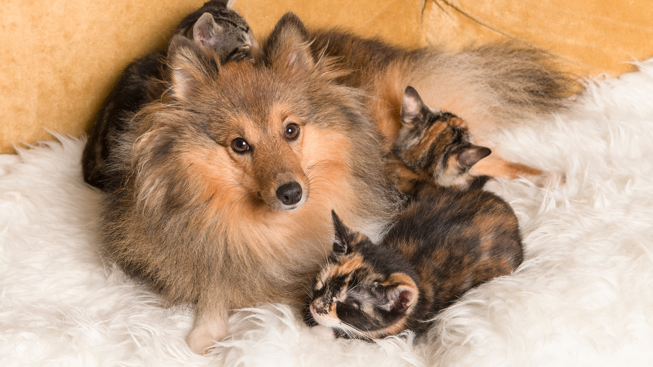 A small Sheltie with three kittens