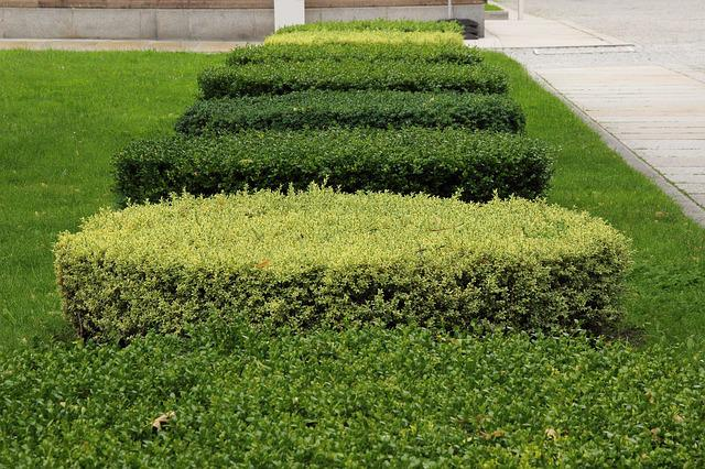 hedge, bushes