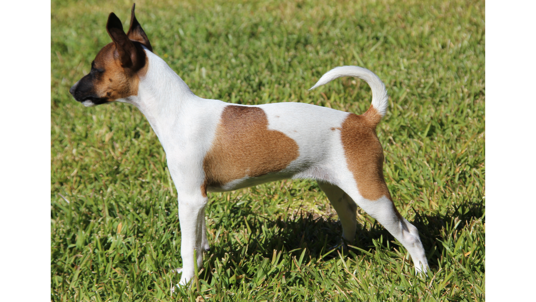 A Rat Terrier profile showing a tail curved over the back