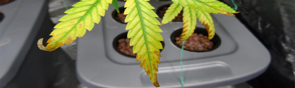 Cannabis light burn caused by led grow lights with cannabis plant light bleaching, cannabis plants leaves turning yellow, and crispy leaves and brown edges