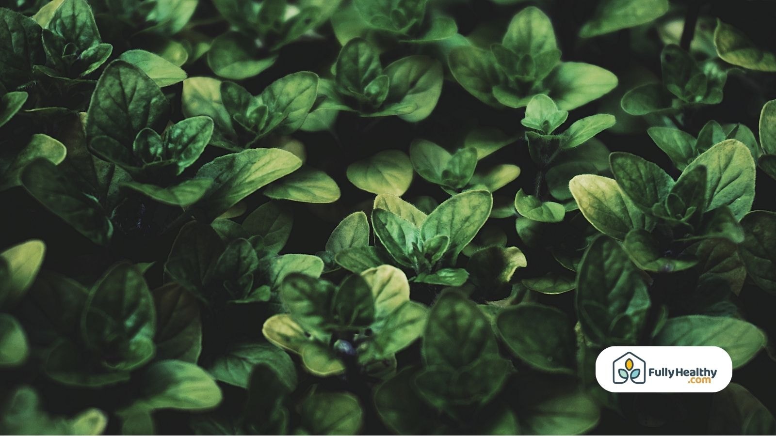 Fresh green basil plants growing closely in a healthy herb garden