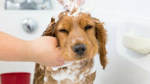 bathing your dog, bathe