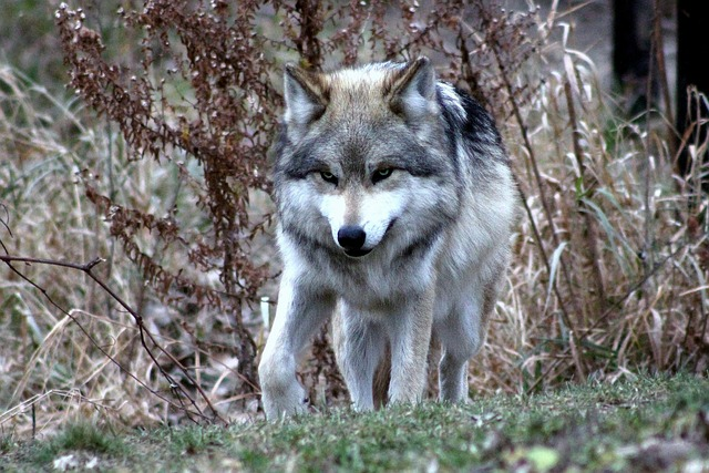 wolf, mexican, wildlife