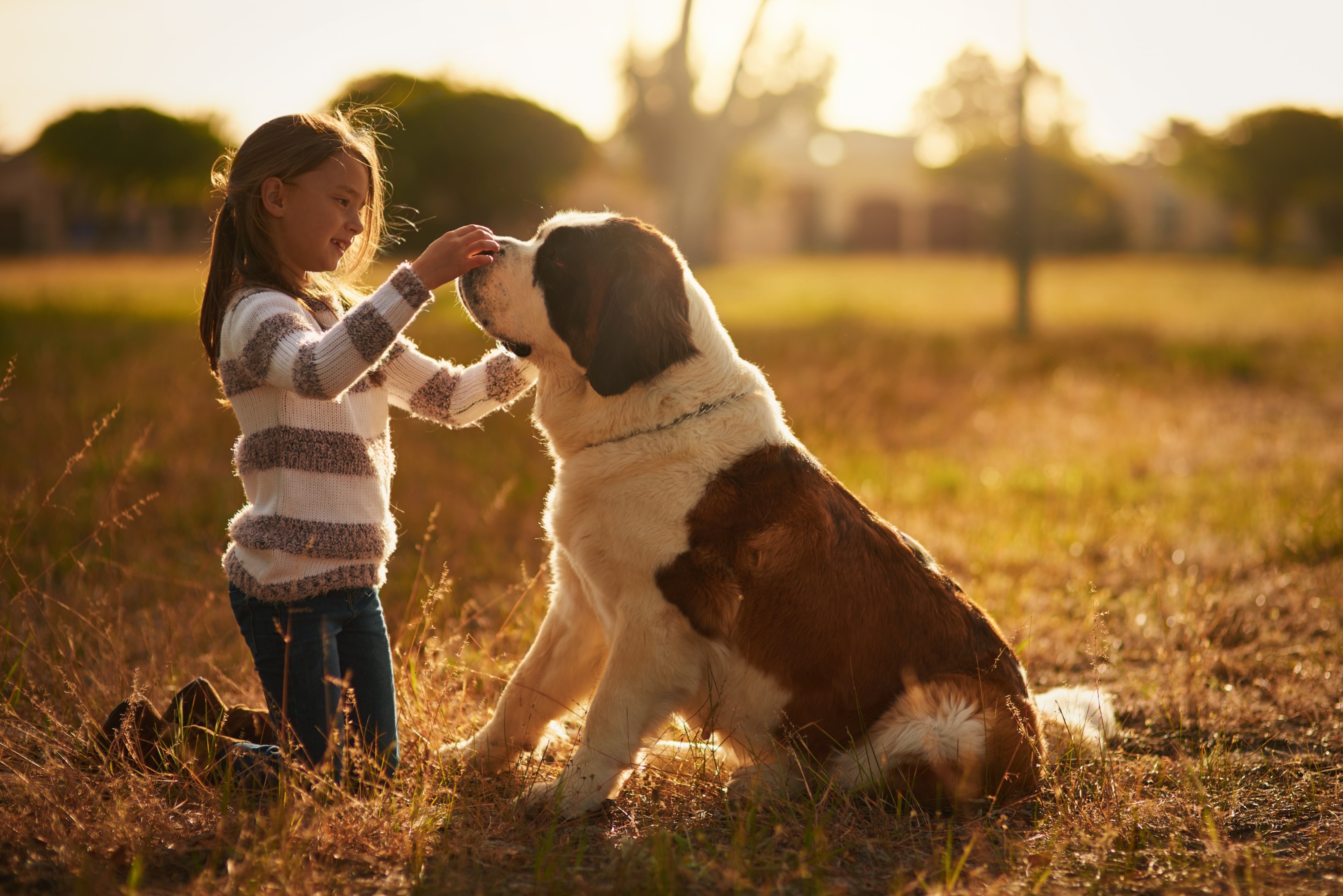 A Saint Bernard playing with a little girl