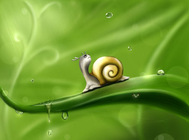 snail, drops, rain