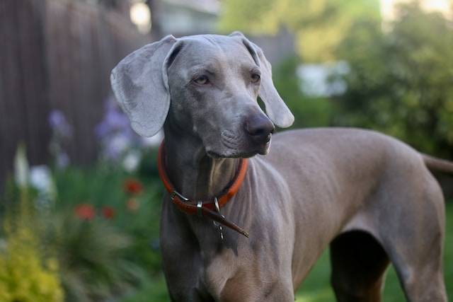 Great Dane Dog With Red Collar