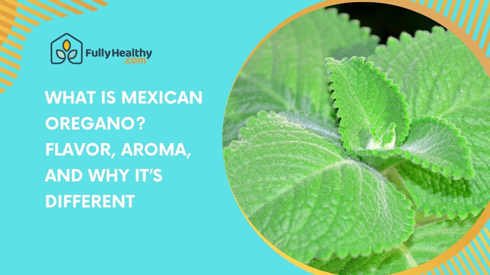 What Is Mexican Oregano? Flavor, Aroma, and Why It’s Different