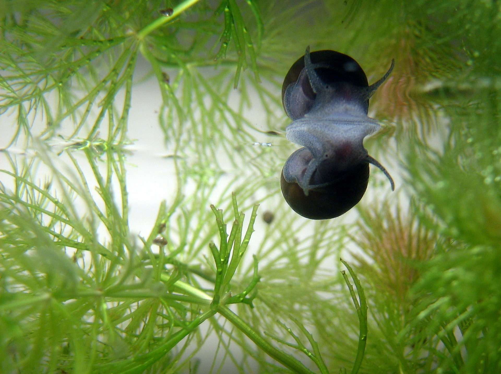 the hornwort with a snail on it