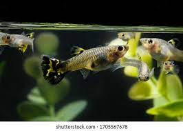 205 Pregnant Guppy Images, Stock Photos & Vectors | Shutterstock