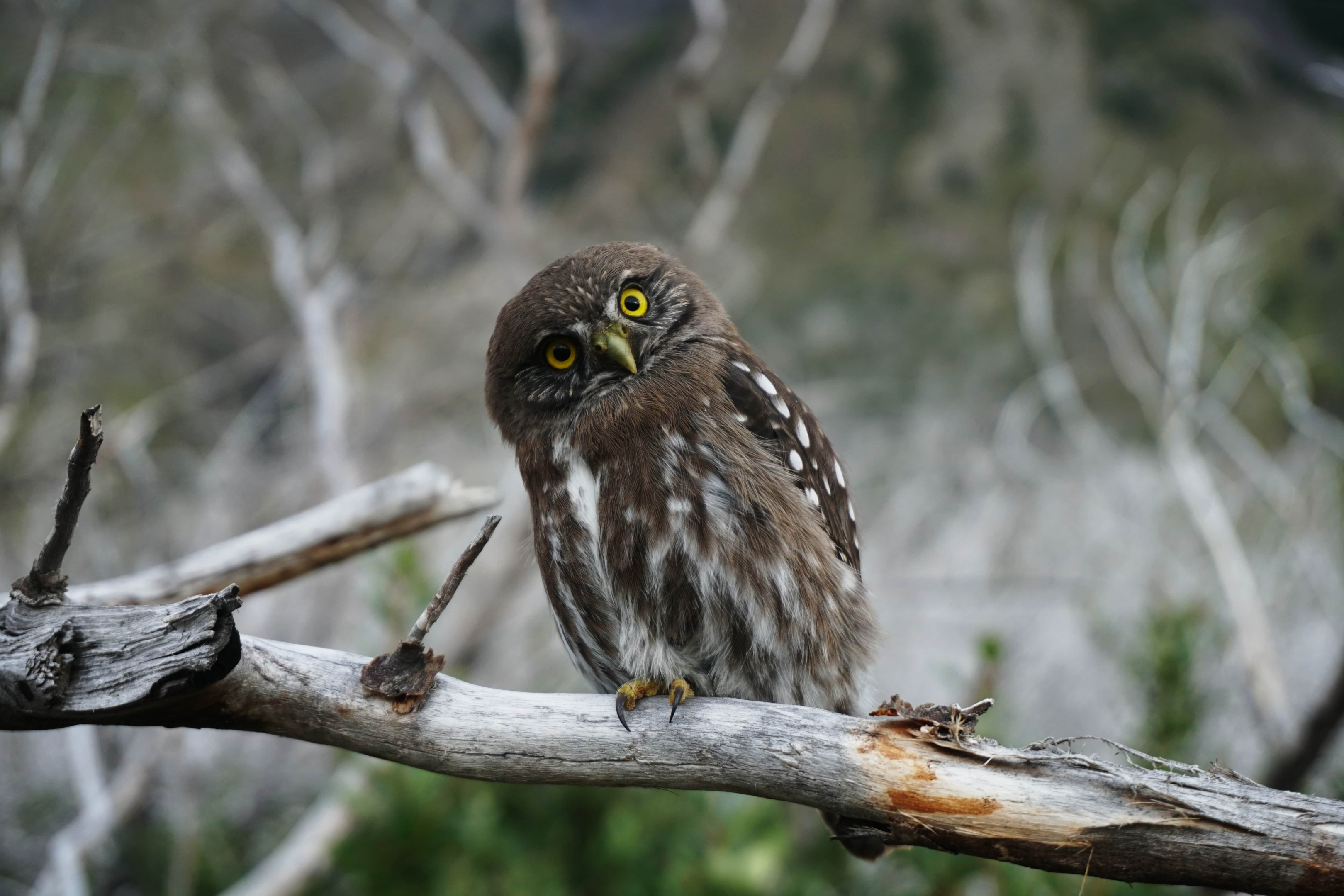 Symbolic Significance of Different Owl Species in Spiritual Beliefs