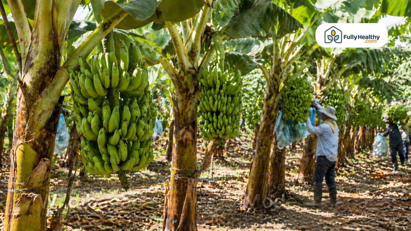 Banana plantation with workers harvesting green bananas under large leafy trees