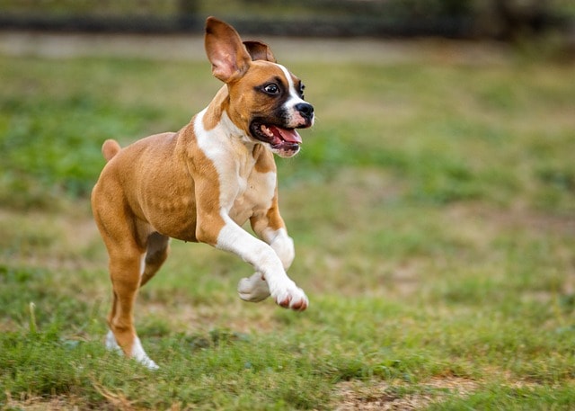 dog playing, dog, pet