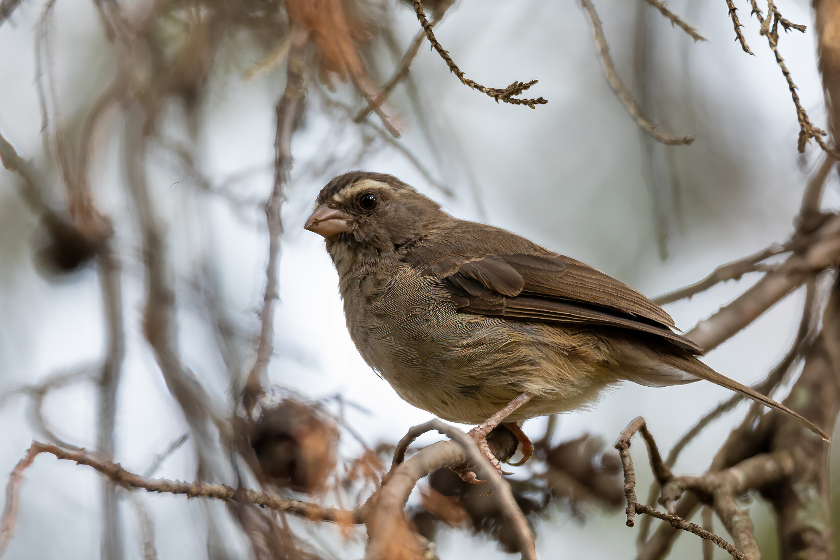 Abyssinian Yellow-rumped Seedeater, birds that  start with A