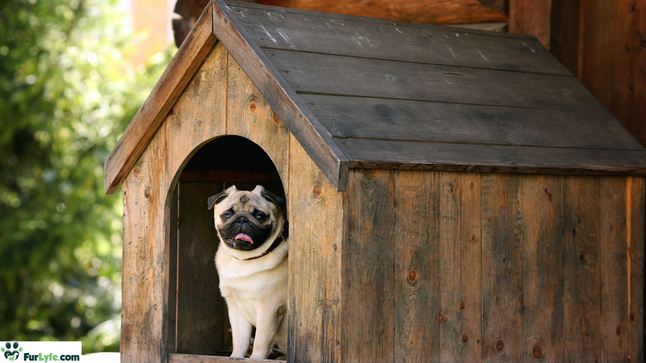 A pug sitting inside a dog house